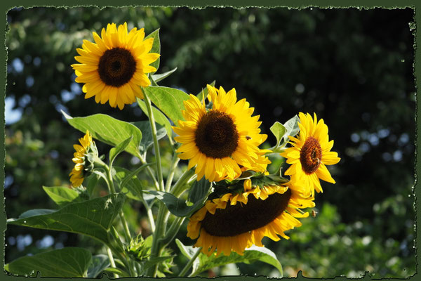 Sonnenblumen