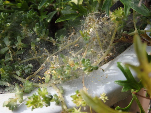 クモの巣のような細かい網状の膜が根元に……