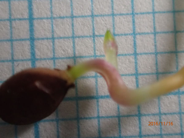 種子1：　根が「胴割れ」（自称）し、発芽開始