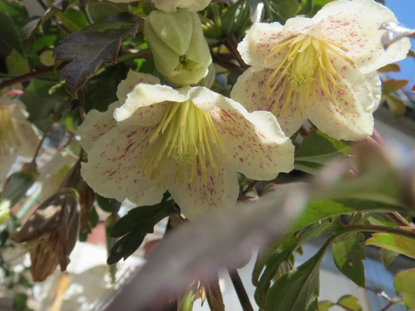 春を告げるカリシナ、花盛り
