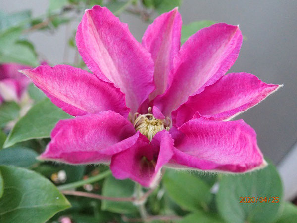 ハーバード・ジョンソン × 星のタンゴ（2010年交配種）