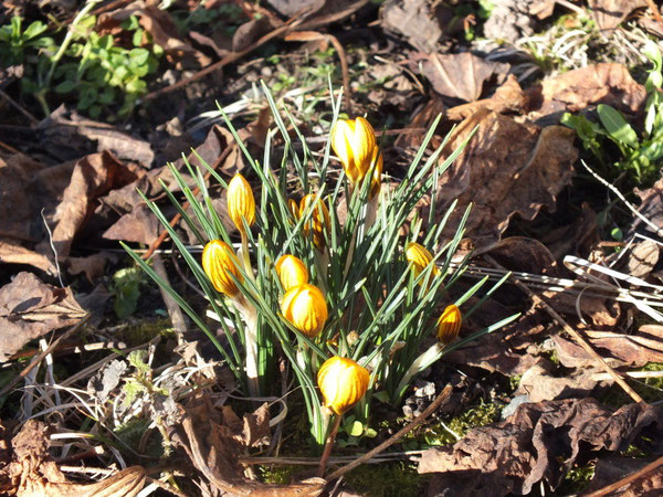 3 février : les crocus furent là avec un mois d'avance cette année !
