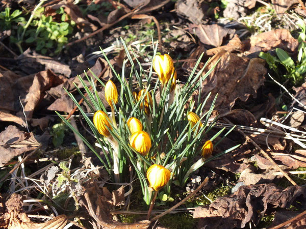 3 février : les crocus furent là avec un mois d'avance cette année ! 