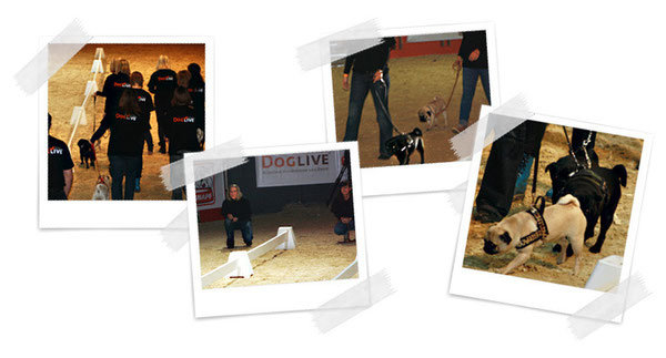 Mein erstes Mopsrennen bei der Doglive 2011 - Einzug, Rennen, Gegner und schicke Mopsdamen