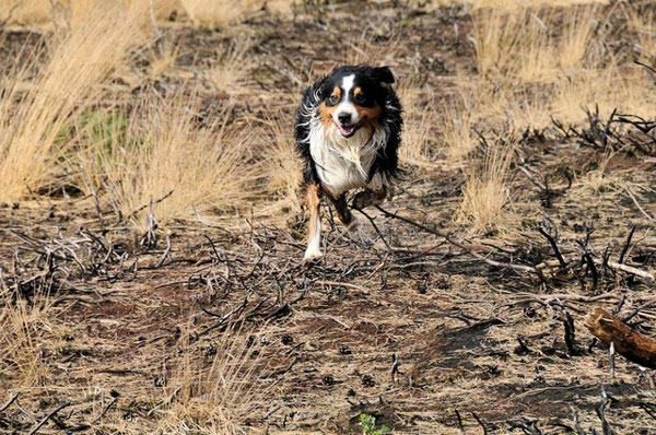 Australian Shepherd