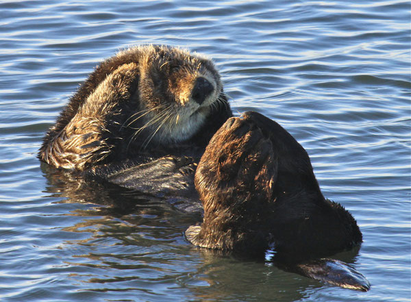 Photo by Lilian Carswell, USFWS