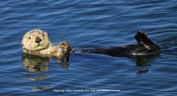 ラッコがあなたに気が付いたら、それは近づきすぎということです。Photo by Lilian Carswell, U.S. Fish and Wildlife Service.