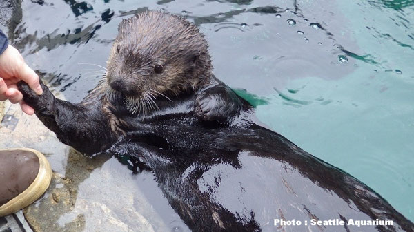 トレーニングセッションの間、飼育員に手を差し出すセキウ。シアトル水族館にて。