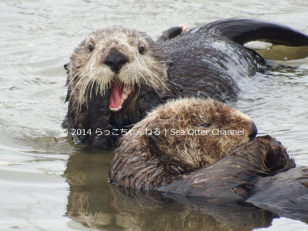 ラッコの形態 Physical Characteristics らっこちゃんねる Sea Otter Channel ラッコ情報 記事 動画 写真をご紹介 ラッコの形態 Physical Characteristics らっこちゃんねる Sea Otter Channel ラッコ情報 記事 動画 写真をご紹介