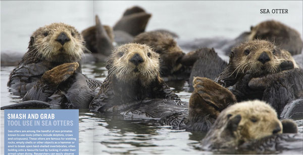 他の多くのotter類とは異なり、ラッコは群れを形成することがある。通常は数十頭からなるが、記録では最大2,000頭の群れがいたというから、壮大な光景だ。Photo by Suzi Eszterhas