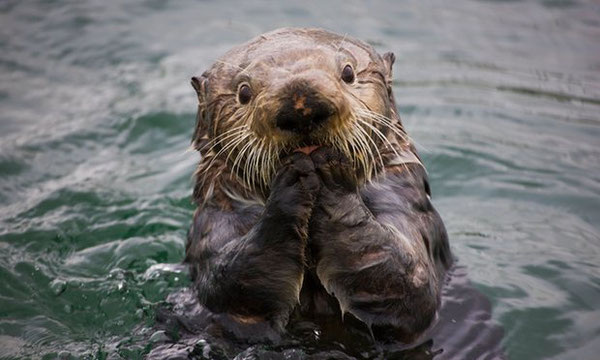 ラッコは旺盛な食欲でウニを食べる。また動物の中でもっとも密度の高い体毛を持つ。Photograph: Alamy