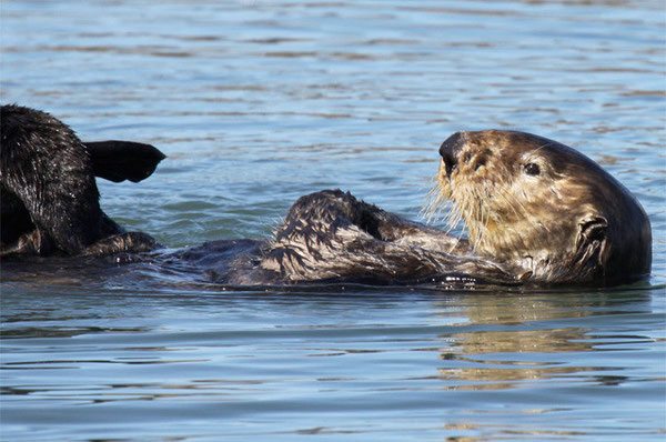 足ひれと前足を同時にこすり合わせることで、グルーミングを有効的に行う。Photo by Lilian Carswell/USFWS.