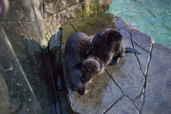 ラッコたちは少しづつ新しい住まいに慣れつつある Photo: Vancouver Aquarium