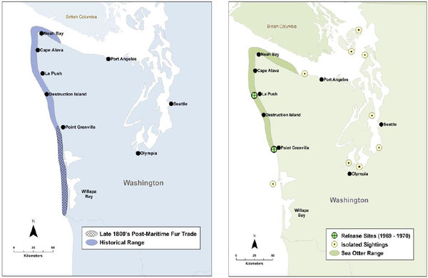 (左）Figure 3a. ワシントン州におけるラッコの歴史的生息域(Scheffer 1940, Lance et al.2004より)  (右）Figure 3b. 現在のワシントン州のラッコの分布域、1969年及び1970年の再放流場所とワシントン州における目撃場所(Lance et al.2004より)　※クリックで拡大