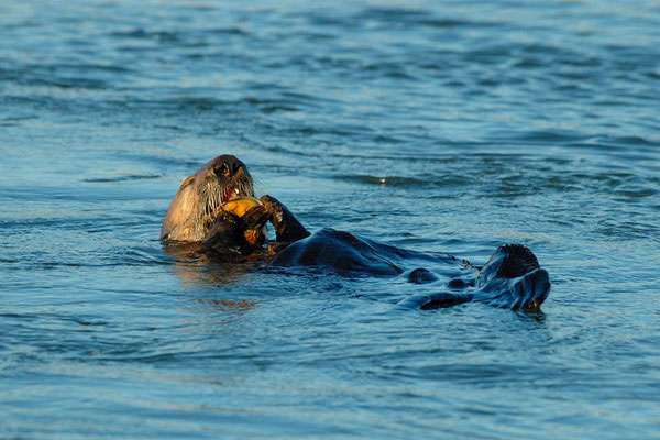 7月初め、リチャードソン湾でムラサキガイを食べるラッコ(Photo by youtube user NorthwesternPacificHistoryIsCool)