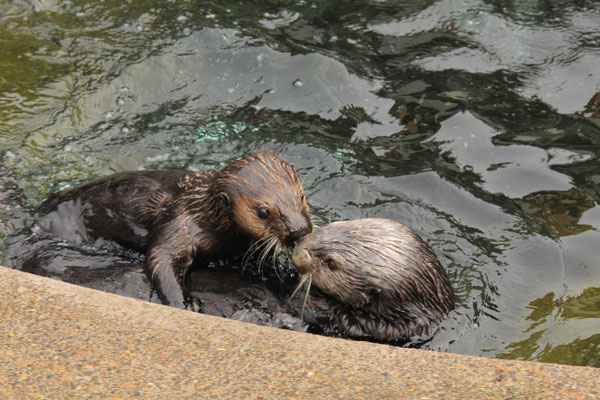 初対面のジャッジとヌカが鼻を突き合わせている