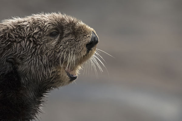 ©Oregon Coast Aquarium