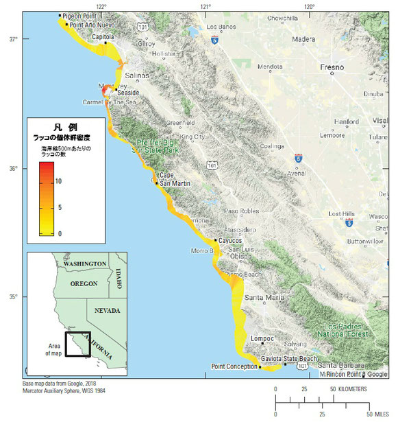 図4:カリフォルニア本土中央沿岸部におけるカリフォルニアラッコ(Enhydra lutris nereis)の地域ごとの個体密度のバリエーション(沿岸500メートルあたりのラッコの数)。サンニコラス島の空間的に明白な分析が現在おこなわれていないため、サンニコラス島のデータは示されていない。
