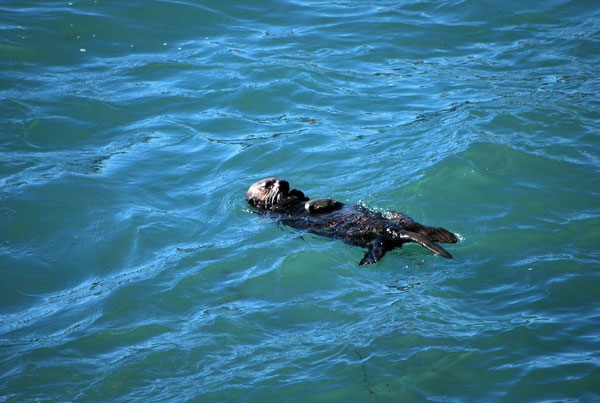 カリフォルニア州ピデラスブランカ付近のカリフォルニアラッコ Photo by Brian Switek. 