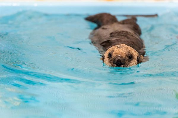 Photo credit: ©Monterey Bay Aquarium, photo by Tyson V. Rininger