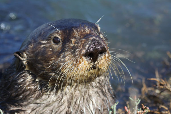 Southern sea otter. Photo by Lilian Carswell/USFWS