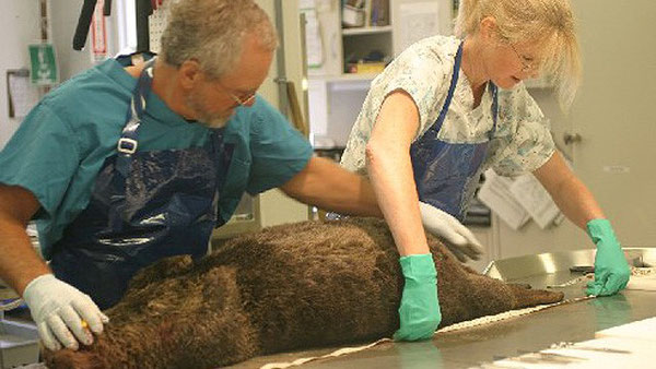 ラッコの死因を解明するため死後解剖を行うメリッサ・ミラー博士(右)Source: California Department of Fish & Game.