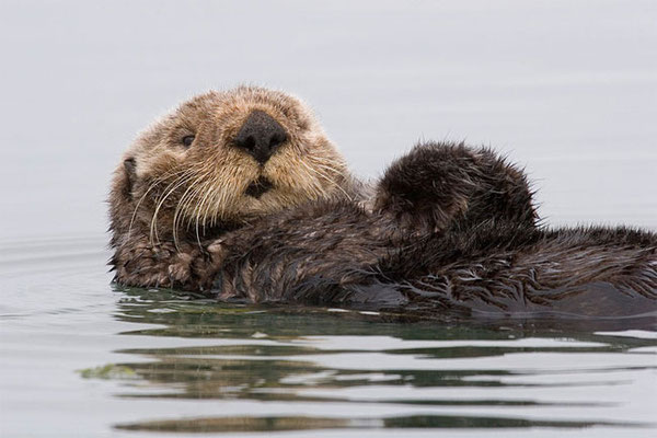 Sea otter, by Mike Baird.