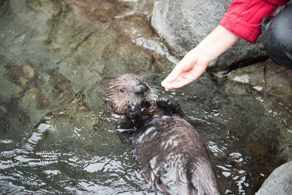 リアルトはもうミルクは卒業し、貝やイカ、タラなどを食べている。Photo:Vancouver Aquarium