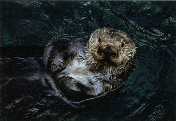 図１)モントレーベイ水族館で仰向けになっているラッコ。ラッコの特徴的なポーズである。(Cohn 1998).