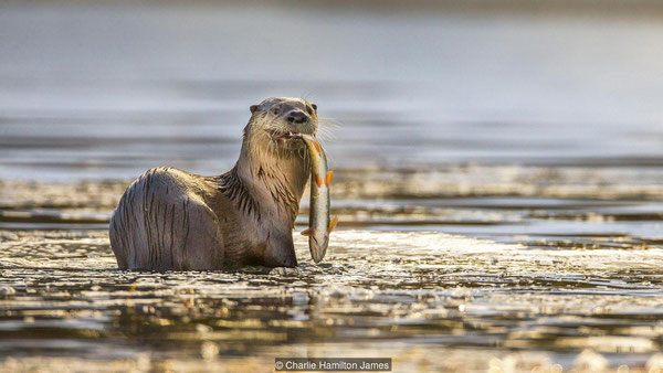 カワウソは魚をとるエキスパートだ(credit: Charlie Hamilton James)