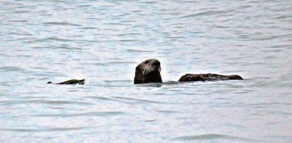 この単独のラッコは月曜の夕方、ノース・ジェッティ沖で死んだウミガラスと一緒にいるところを目撃された。ノース・コースト沖では珍しい光景。ここでラッコが目撃されたのは数年ぶりになる。photo Courtesy of ken burton