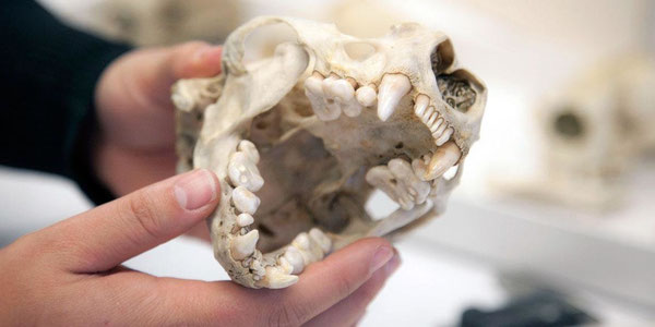 ラッコは平たく欠けにくい歯と強い犬歯を持ち、カニやウニ、貝のような固い殻を持つ海洋無脊椎動物をつぶしてこじ開ける。Credit: Burke Museum