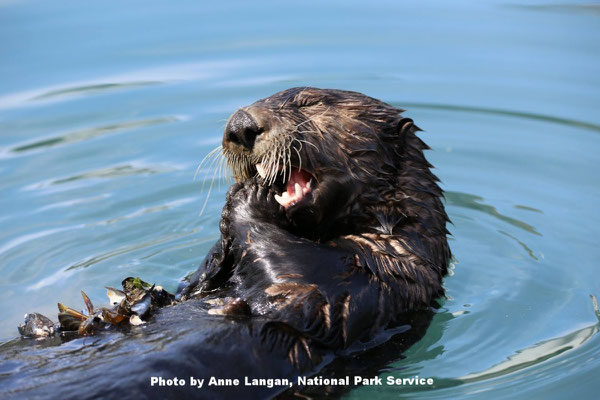 アラスカ州キーナイフィヨルド国立公園で新鮮なムラサキガイを食べるラッコ。Photo by Anne Langan, National Park Service.