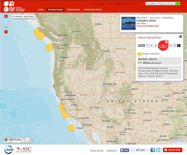 黄色部分がラッコの生息が確認されている地域。南（カリフォルニア沿岸）のほうがカリフォルニアラッコ、北（ワシントン州、ブリティッシュコロンビア州）のほうはアラスカラッコの生息域。赤丸が今回発見されたハンボルト湾。IUCN Red List Species Range Map