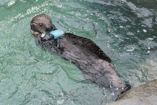 アラスカ州ホーマーで発見され保護されたメスのラッコの子ども、クニクに会いに来てください