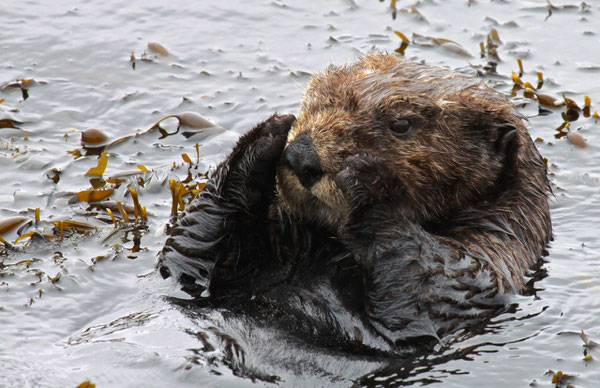 This southern sea otter is settling down to rest in a small patch of Egregia (feather boa kelp).