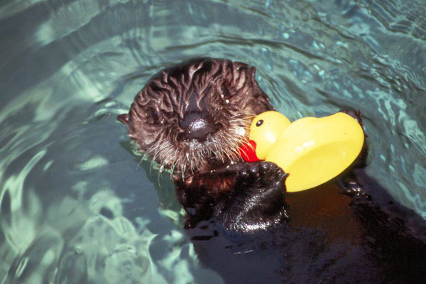 幼い時にバンクーバー水族館へやってきて以来、エルフィンは飼育員たちの心を射止めてきた