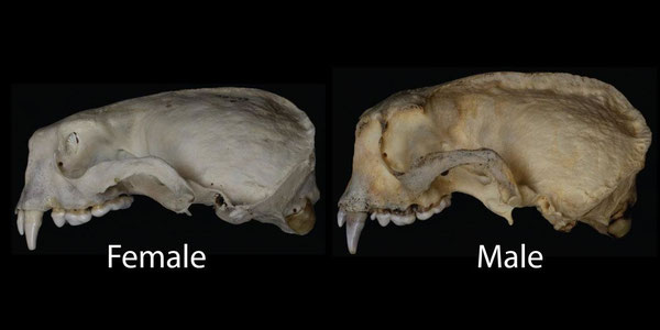 オスの頭蓋骨は一般的にメスより大きく、頑強だ。オスの頭蓋骨のとさか状の骨とその筋が顕著だ。こうした特徴により、より多くの筋肉を付けより強くかむ力を得られる。Credit: Burke Museum