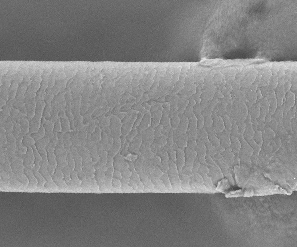 電子顕微鏡によるヒトの毛髪の画像。うろこ状の模様が見える。(ミン・グァンウェイ/カリフォルニア大学バークレー校)