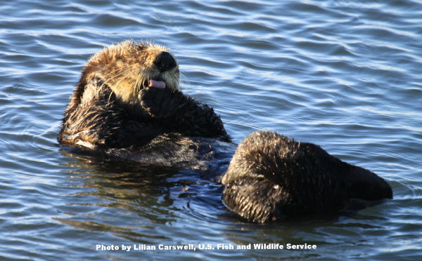 ラッコは体温を維持するためグルーミングをします。Photo by Lilian Carswell, U.S. Fish and Wildlife Service.