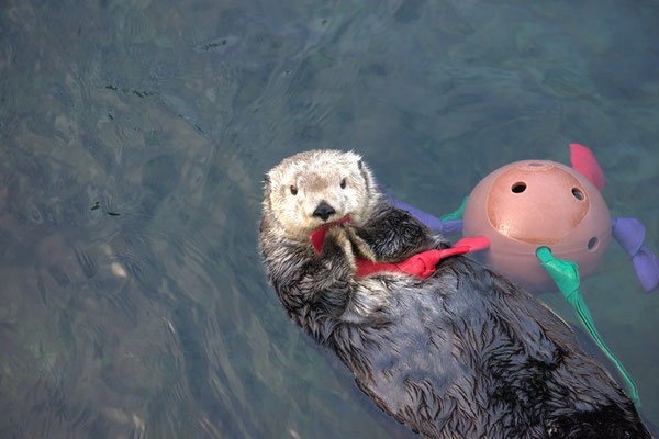 今回の輸血の提供者となったエルフィン (photo:Vancouver Aquarium)