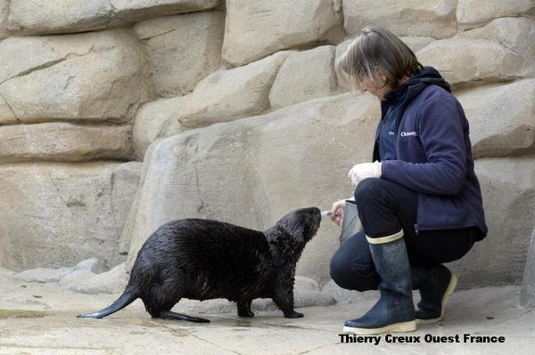 3頭のラッコたちを満足させるため、オセアノポリ水族館の飼育員は1日に6度給餌をおこなう。 | Thierry Creux Ouest France