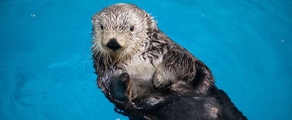 © Georgia Aquarium