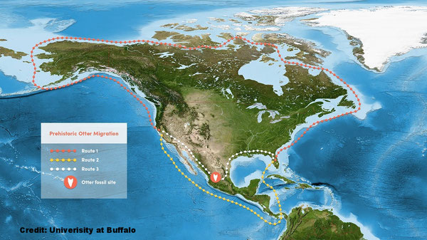 科学者は以前、古代の哺乳類はカナダからやってくるか、あるいはパナマを通って西海岸から東海岸へ移動してきたと考えていた。現在は、メキシコを通ってアメリカ大陸を横断してきたのではないかと考えている。Credit: Univerisity at Buffalo.(クリックで拡大）