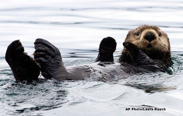 カチェマック湾のラッコ AP Photo/Laura Rauch