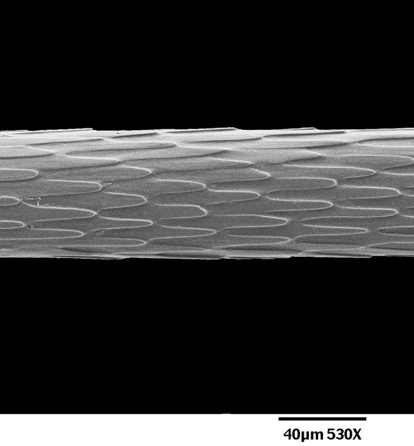 ラッコのガードヘアの電子顕微鏡写真。とげ状の小片により、ラッコの毛に冷たい海からラッコを守る防水の層が形成されている。（ヘザー・リワナグ／アデルファイ大学）