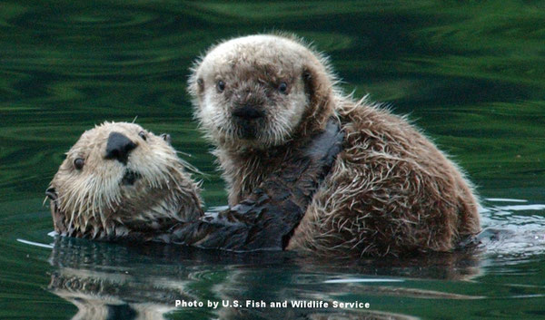 母親ラッコが子どもを連れている。 Photo by U.S. Fish and Wildlife Service.