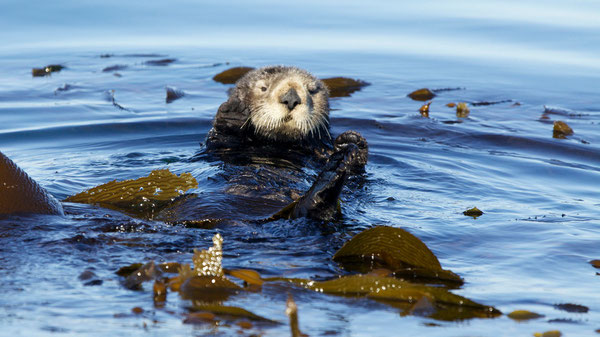 ケルプに包まって浮いているラッコ。モントレー湾で。IMAGE: AP PHOTO/KEITH A. ELLENBOGEN/ASSOCIATED PRESS