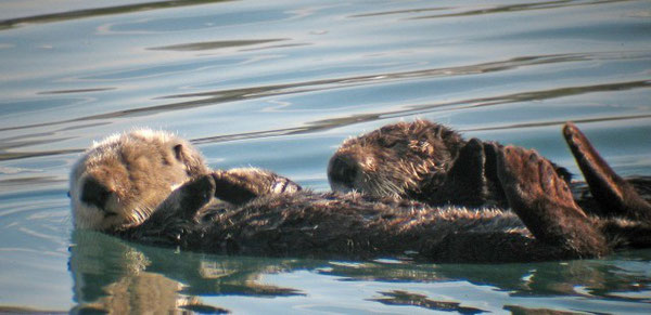 アーカイブ(2014年12月) - らっこちゃんねる | Sea Otter アーカイブ(2014年12月) - らっこちゃんねる | Sea Otter