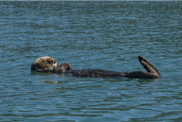 カチェマック湾のサディー・コーヴで昼寝をするラッコ。ラッコが通常より高い比率で死んでいる。(Jimmy McAllan)